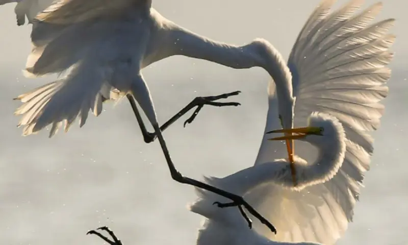 Photo of two birds fighting