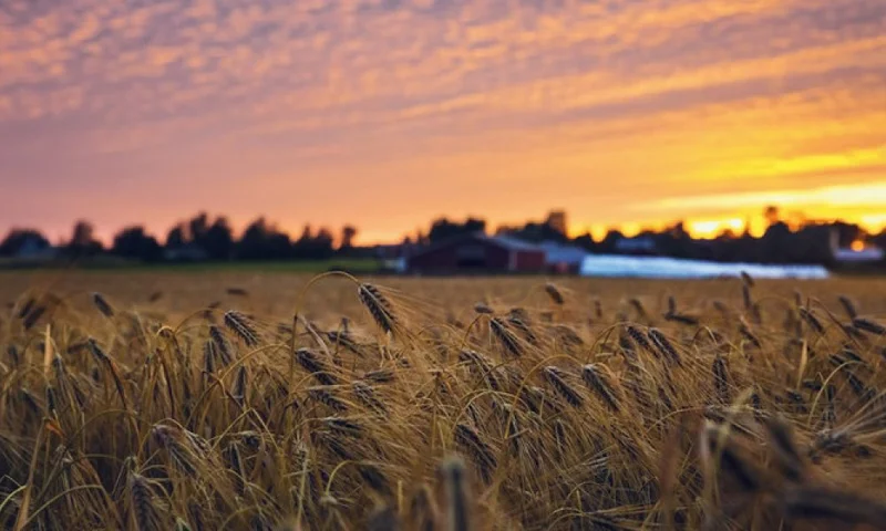 Photo of a field with a sunset in the background.