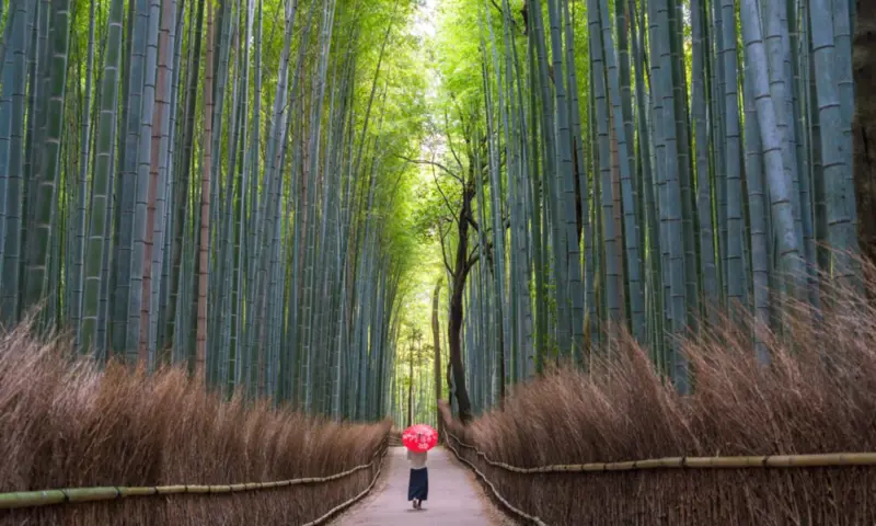 Photo of a person walking on a path surrounded by a bamboo forest.