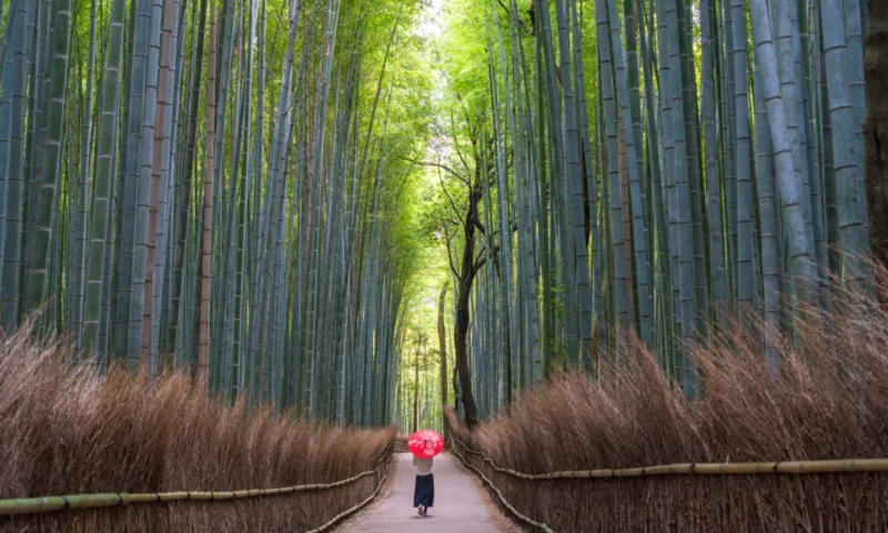 Photo of a person walking on a path surrounded by a bamboo forest.