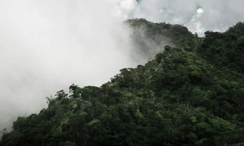 Rainforest