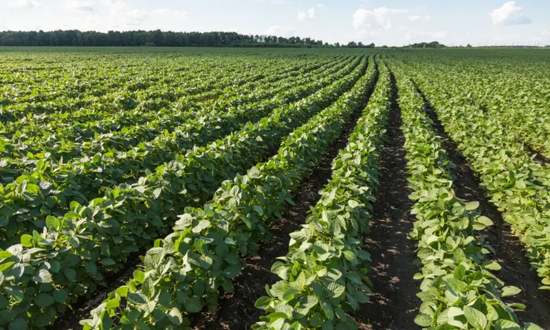 soybean-farming